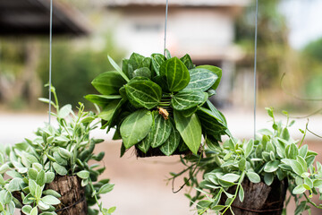 Green leaves of tropical plants.