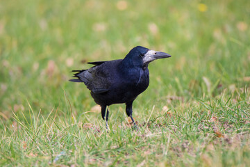 Closeup big black raven on the green grass.