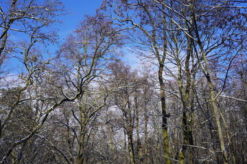 Fototapeta premium Winterliche Waldlandschaft mit Schnee bei Sonnenschein mit blauem Himmel und Wolken
