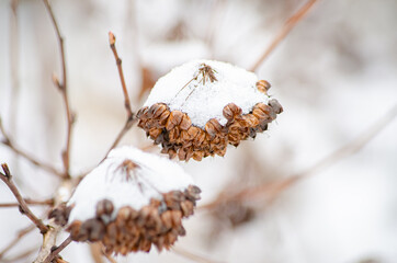 decorative shrubs covered with snow the beauty of nature