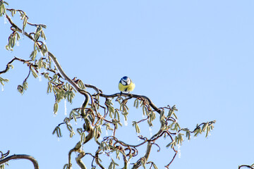 a titmouse in the winter garden