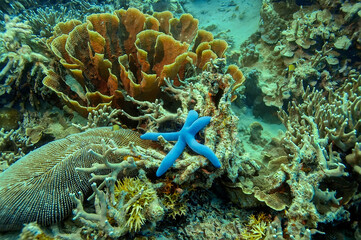 Various forms of hard corals and the blue starfish-the destroyer of corals.