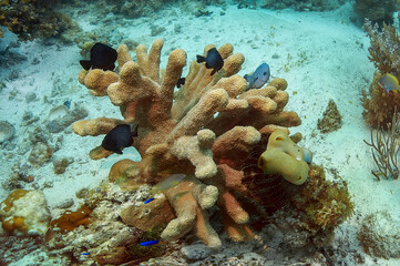 A single hard coral of brown-beige color with its inhabitants on the background of the sea floor.