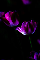 黒バックのチューリップ