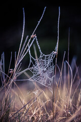 A beautiful frosted spider web in an early spring mornig. Cold morning scenery in a meadow. Ice on spider web. Natural scenery of Northern Europe.