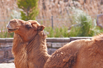 portrait of a camel