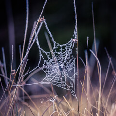 A beautiful frosted spider web in an early spring mornig. Cold morning scenery in a meadow. Ice on spider web. Natural scenery of Northern Europe.