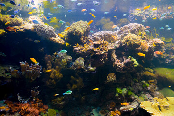 Naklejka na ściany i meble Coral reef and fishes in the Oceanagraphic Valencia