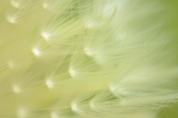 close up of Dandelion with green color and shallow focus