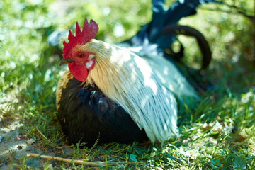 rooster in the farm