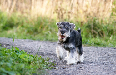 miniature schnauzer puppy on the street