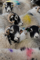 A flock of Swaledale ewes