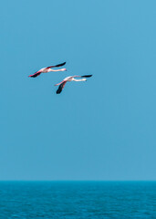 Fototapeta na wymiar Pink flamingos in flight over the sea