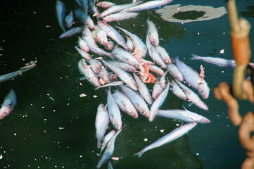 Beifang Fische und Fischabfall im Fischerei Hafen