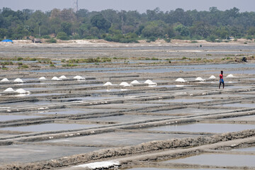 Salt flats in the north of Tamil Nadu state in India. The salt is separated in the pits and dried in small heaps under a strong sun