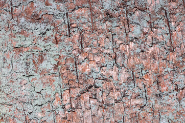 Tree bark close up. Natural wood background.