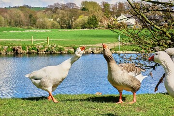 Geese hissing at each other by a riverside