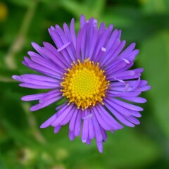 close up of a purple flower