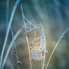 A beautiful frosted spider web in an early spring mornig. Cold morning scenery in a meadow. Ice on spider web. Natural scenery of Northern Europe.