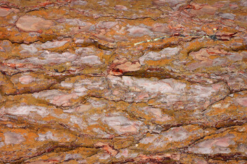 Obraz na płótnie Canvas Tree bark close up. Natural wood background.