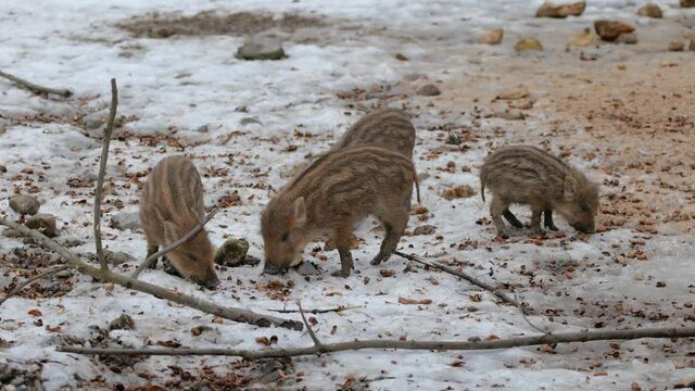 Frischlinge im Winter an einer Futterstelle