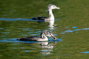 Great Crested Grebe, Podiceps cristatus ducklings