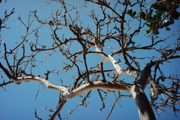 tree branches against blue sky