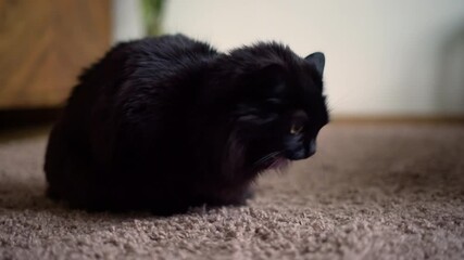 Black cat throwing up on the carpet at home. Domestic cat vomit. Sick pet.