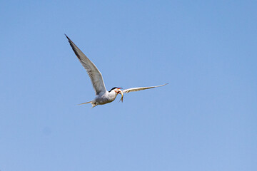 Common tern in flight with caught fish