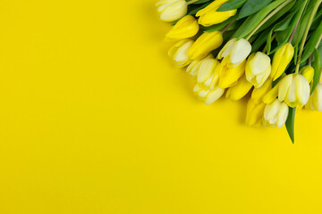 Greeting card flat lay with yellow tulip on yellow background. Top view on tender spring flowers. Copy space.