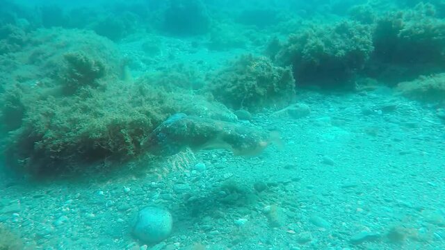 Sepia (jibia) en libertad en el oc&eacute;ano
