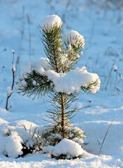 A plant of pine has covered with lots of snow in wintertime	