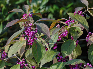 Lilafarbene Beerenfrüchte an einem Strauch im Sommer - 
Purple berries on a bush in summer