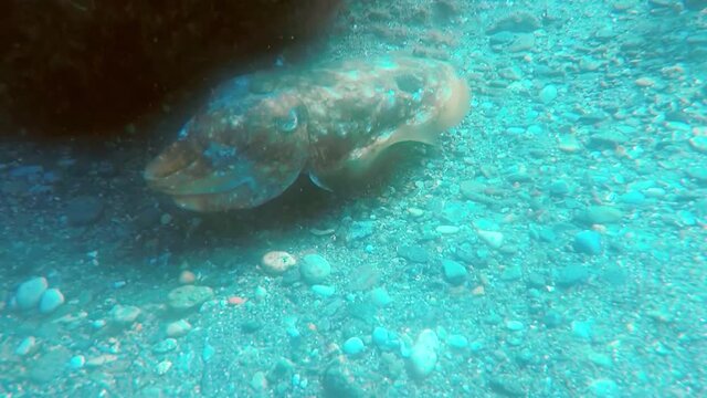 Sepia (jibia) en libertad en el oc&eacute;ano