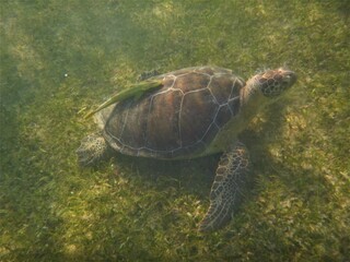 Tortue de mer et son poisson pilote dans la mer des cara&iuml;bes
