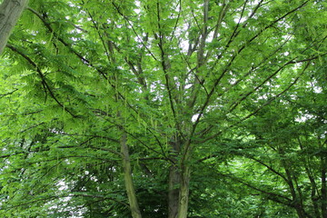 green tree