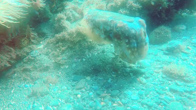 Sepia (jibia) en libertad en el oc&eacute;ano