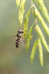 This is a bees sitting on a leaves