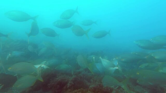 Banco de Sarpa Salpas en el oc&eacute;ano