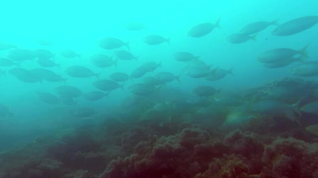Banco de Sarpa Salpas en el oc&eacute;ano