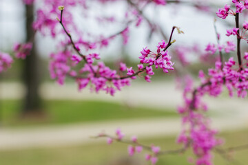 Obraz na płótnie Canvas Redbud Tree. Spring flowering with small lilac flowers, close-up