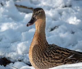 Weibliche Stockente im Schnee