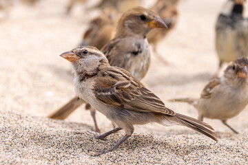 Iago sparrows, Boa Vista, Cape Verde