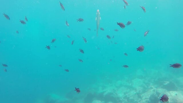 Banco de peces de colores en el mar turquesa