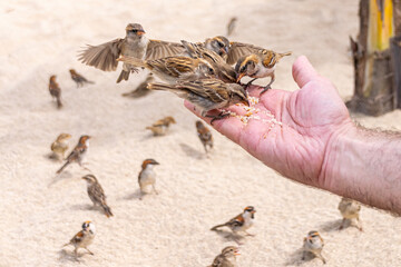 Iago sparrows, Boa Vista, Cape Verde