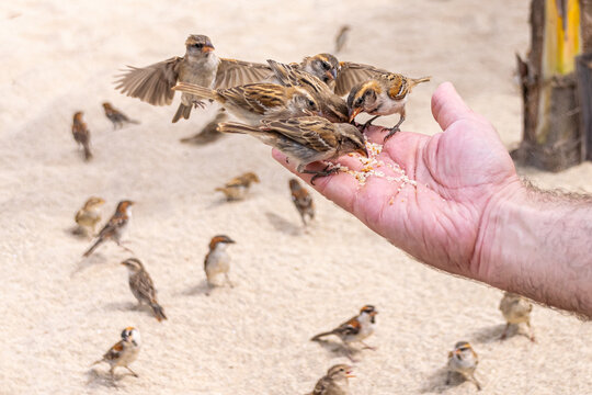 Iago Sparrows, Boa Vista, Cape Verde