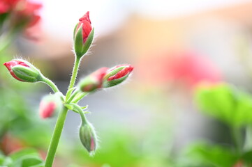 Flower Garden Petals Closeup