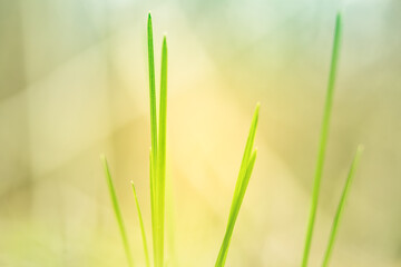 A beautiful spring scenery of woodland in Northern Europe. Natural light.
