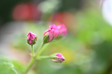 Flower Garden Petals Closeup