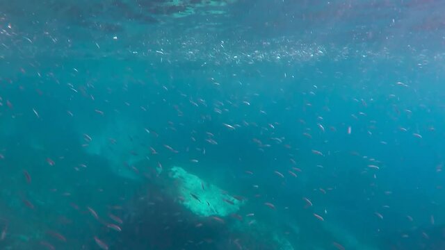 Gran Banco de peces en el arrecife de coral en el oc&eacute;ano
